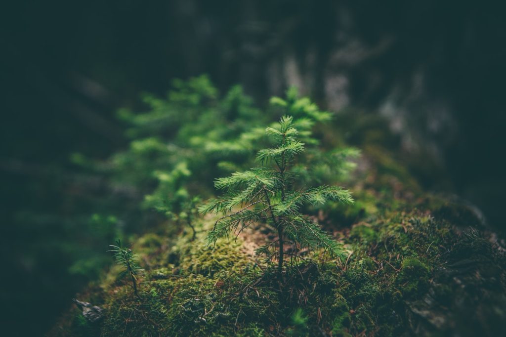 Ökoprojektek Bátorban – Sikerrel pályáztunk