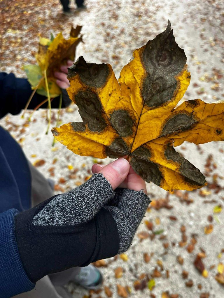 Terepbejárás a Bakonyban