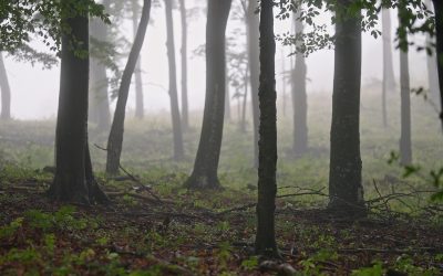 Állásfoglalás az Erdők Világnapjára